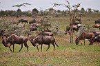 blue wildebeests