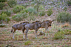 blue wildebeests