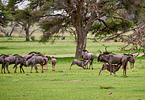 blue wildebeests