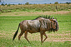 blue wildebeest