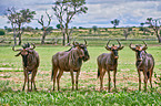 blue wildebeests