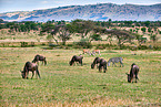 blue wildebeests and plains zebras