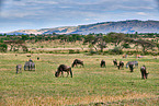 blue wildebeests and plains zebras