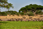 blue wildebeests