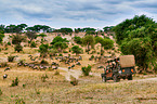 blue wildebeests