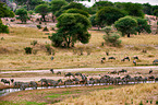 blue wildebeests and zebras