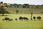 blue wildebeests