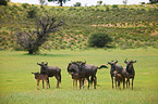 blue wildebeests