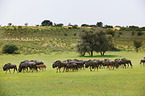 blue wildebeests