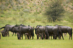 blue wildebeests