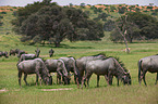 blue wildebeests