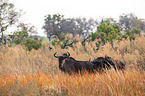 blue wildebeest
