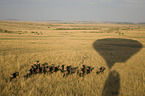 Blue Wildebeest