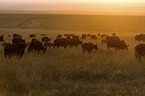 Blue Wildebeests
