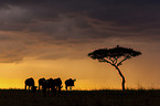 Blue Wildebeests