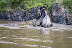 Nile Crocodile kills Blue Wildebeest