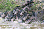 Nile Crocodile kills Blue Wildebeest