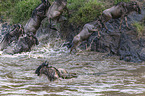 Nile Crocodile kills Blue Wildebeest