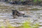 Nile Crocodile kills Blue Wildebeest