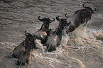 Blue Wildebeests