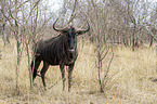 standing Blue Wildebeest