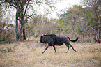 running Blue Wildebeest