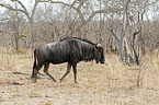 walking Blue Wildebeest