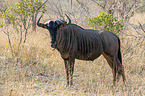 standing Blue Wildebeest