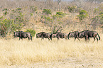 Blue Wildebeests