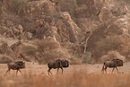blue wildebeest