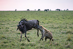 blue wildebeest and hyenas