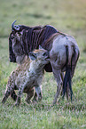 blue wildebeest and hyenas