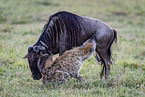 blue wildebeest and hyenas
