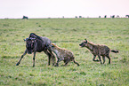 blue wildebeest and hyenas