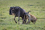 blue wildebeest and hyenas