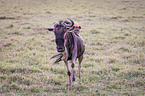 blue wildebeest and hyenas