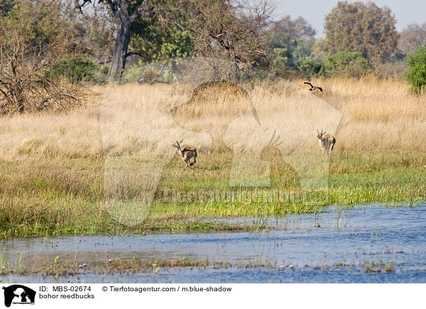 bohor reedbucks / MBS-02674