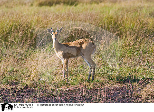 bohor reedbuck / MBS-02681