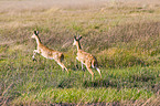 bohor reedbucks