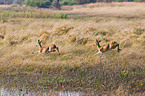 bohor reedbucks
