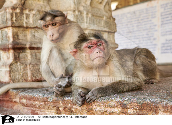 Indische Hutaffen / bonnet macaques / JR-04086