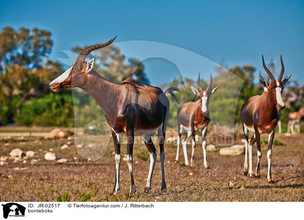 Buntbcke / bonteboks / JR-02517