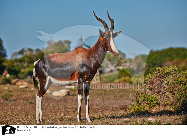 bontebok / JR-02518