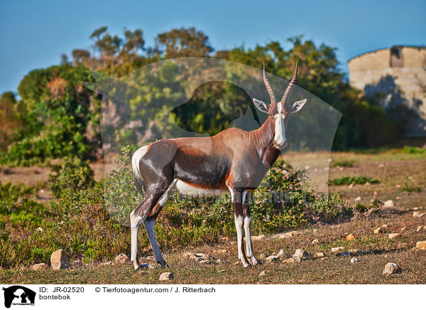 Buntbock / bontebok / JR-02520