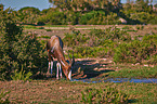 bontebok