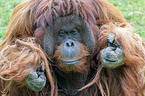 Bornean orangutan