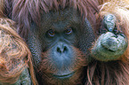 Bornean orangutan
