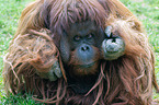 Bornean orangutan