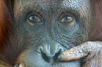 Bornean orangutan