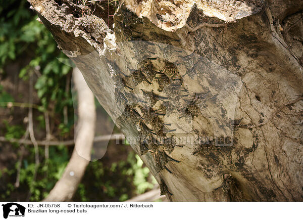 Nasenfledermuse / Brazilian long-nosed bats / JR-05758